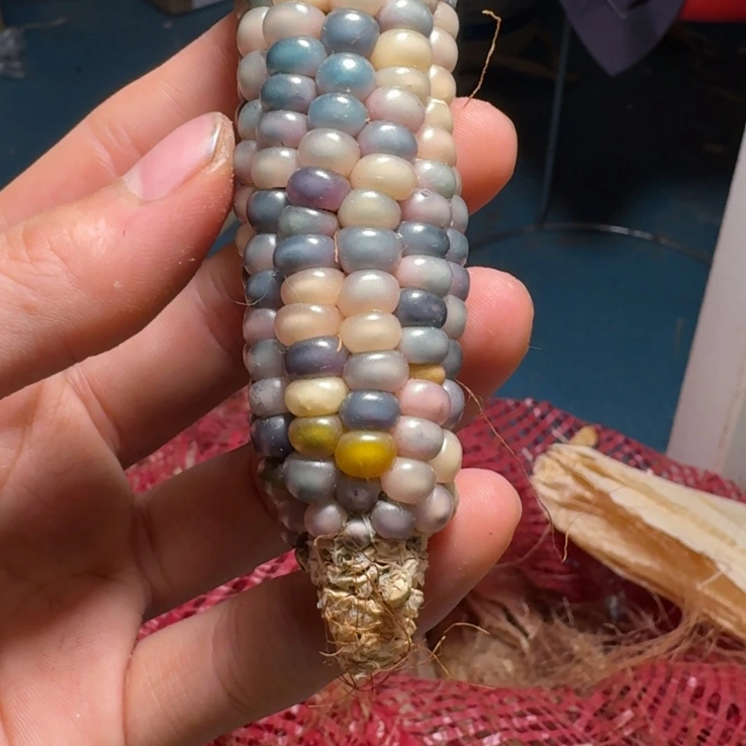 【闪购商品】抱*88888889