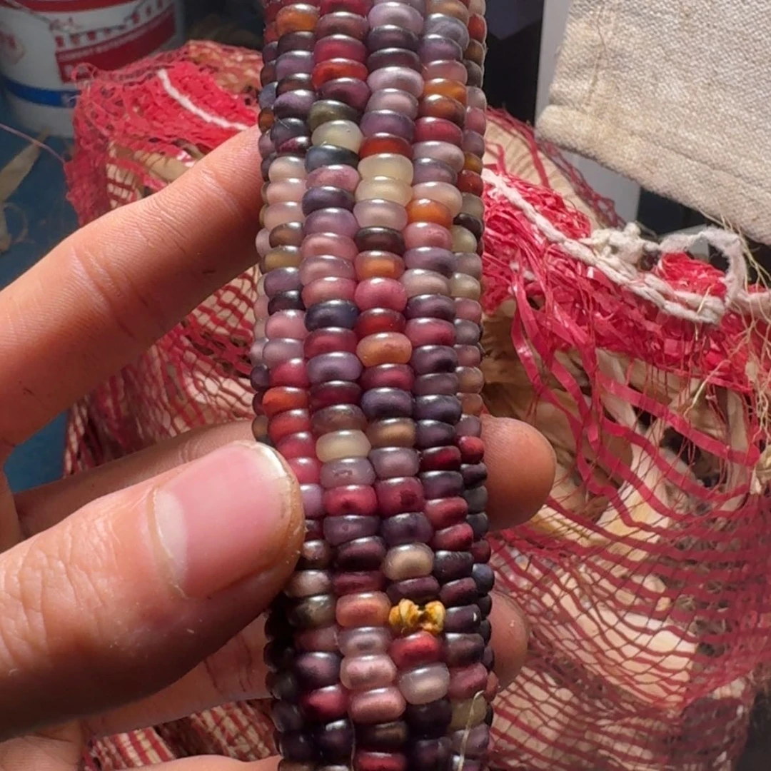 【闪购商品】是*凯88888888