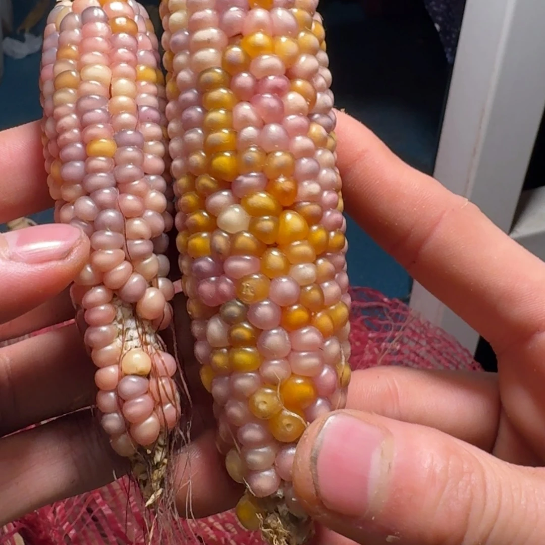 【闪购商品】静*籽