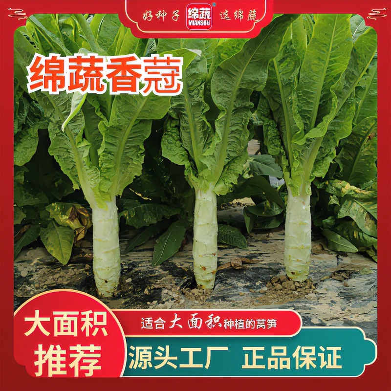 绵蔬【绵蔬香蒄】耐热莴笋种发芽高嫩绿抗病品质抗病生长种植混合
