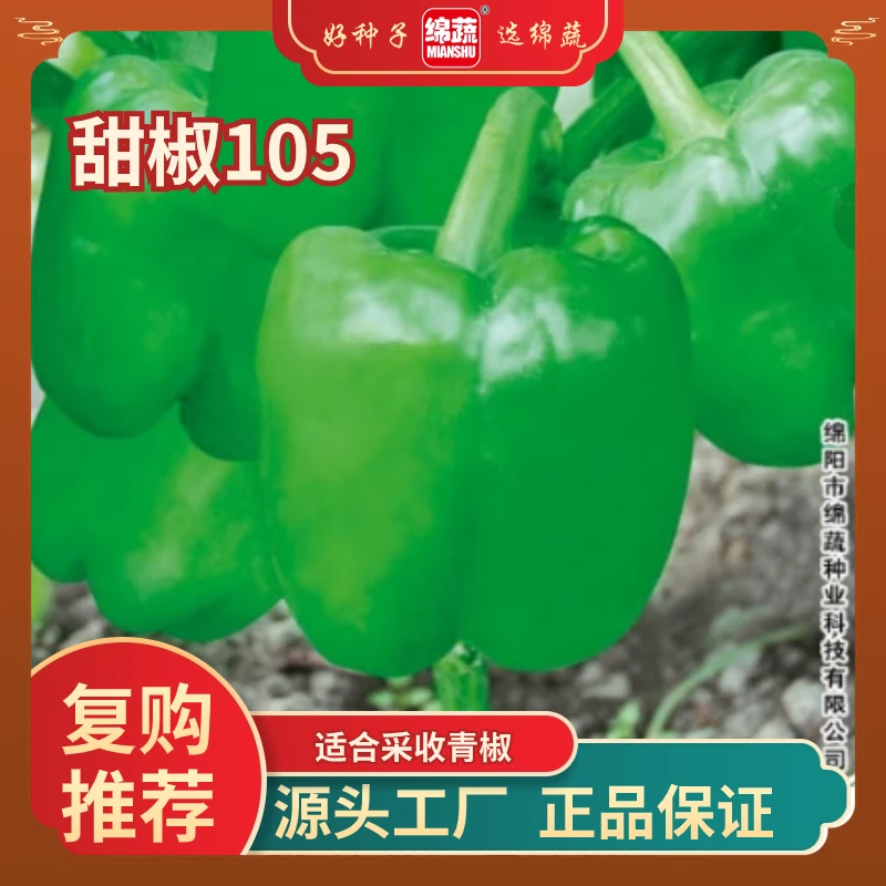 【绵蔬105】甜椒种子中早熟灯笼椒皮薄肉厚口感不辣