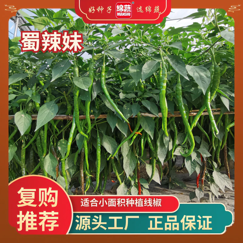 绵蔬【蜀辣妹】高产抗病美人椒辣椒早熟辣椒香辣椒种子蔬菜种子