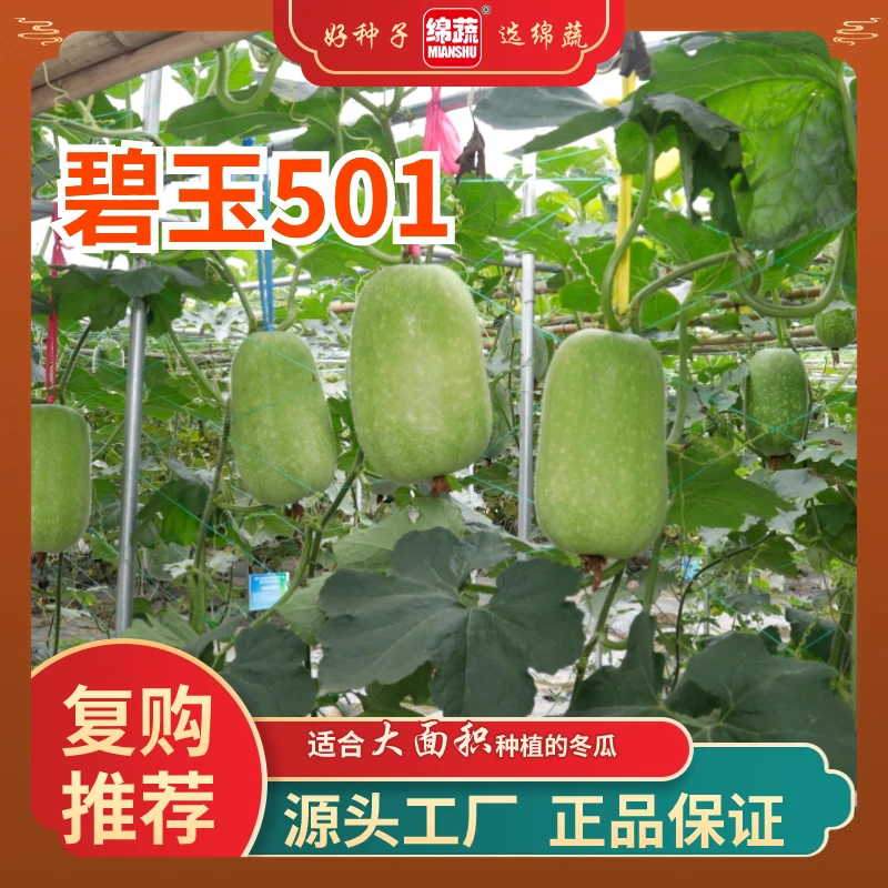 绵蔬【碧玉501】早熟性冬瓜肉厚腔小2-10斤可采收春季蔬菜种子抗病