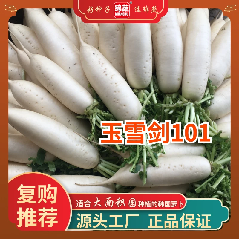 绵蔬【韩国萝卜玉雪剑101】耐低温裂根少根皮洁白肉质清脆口感佳