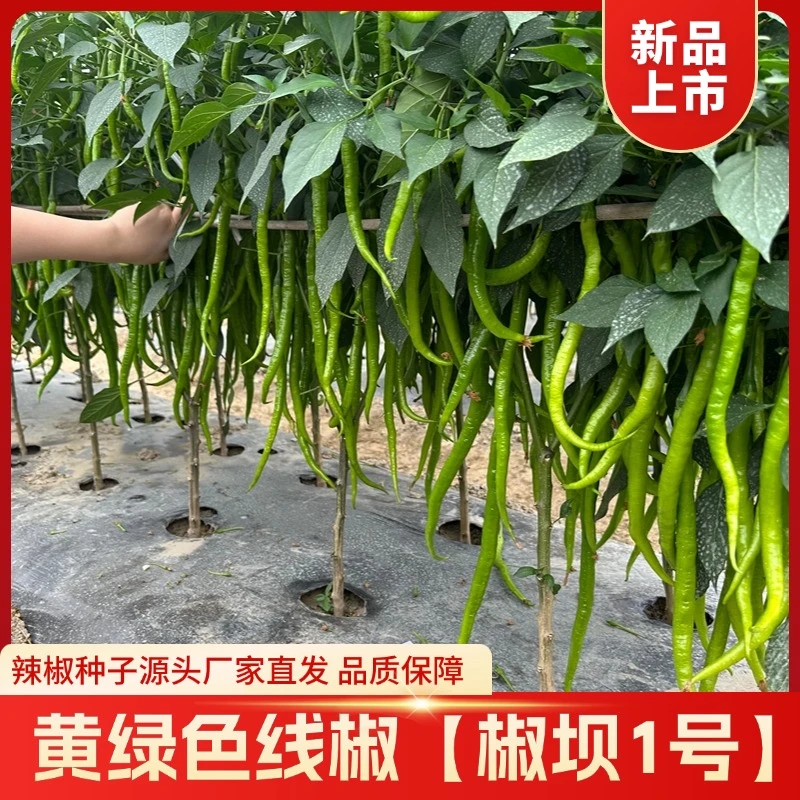 绵蔬【椒坝一号】早熟辣椒嫩果淡黄绿色、大棚露地都可种植青红两用