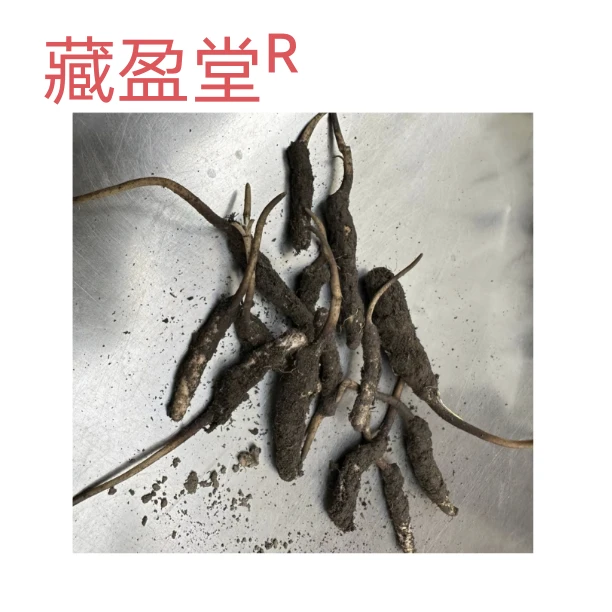 让您体验一次带着泥巴的鲜冬虫夏草 自己刷土新鲜虫草食用