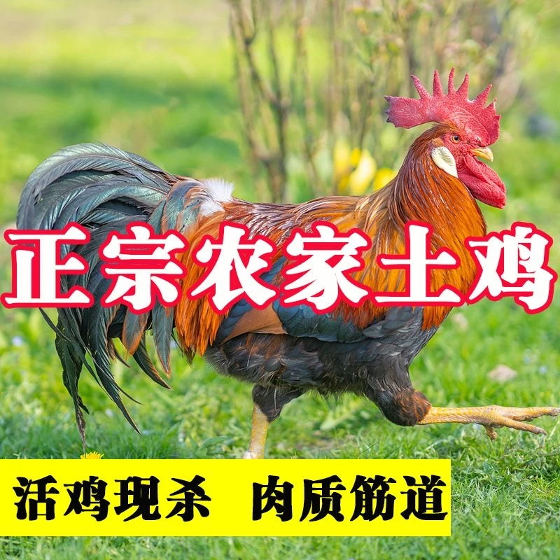 【小翠专属】东北农村散养大公鸡 京东/顺丰包邮