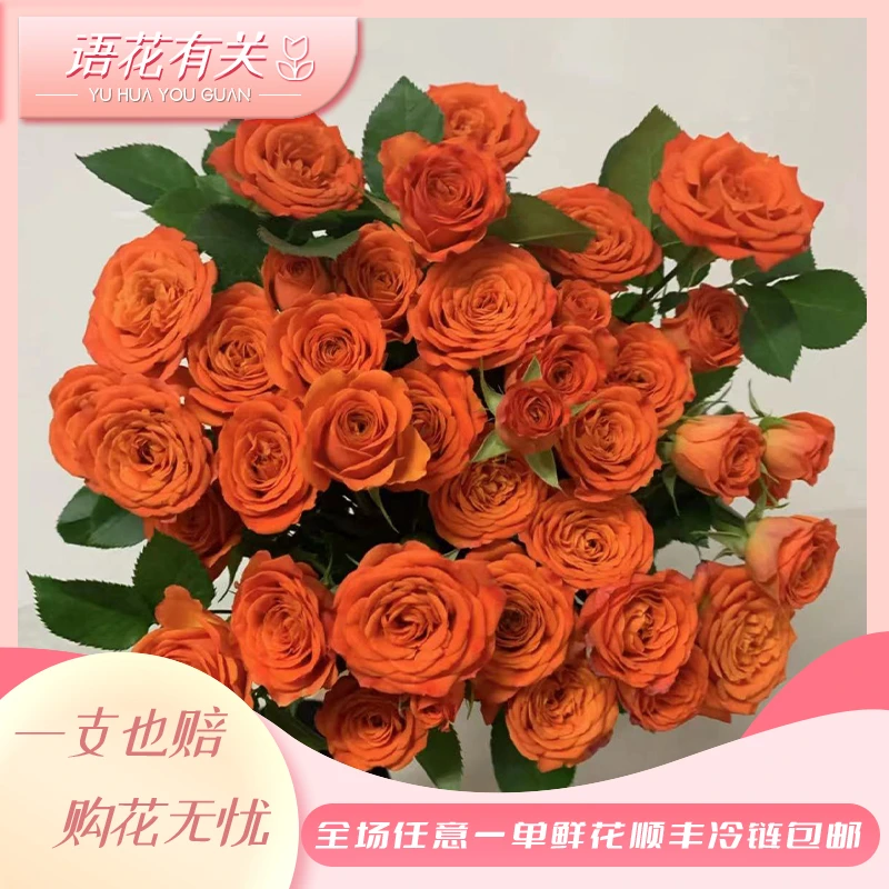 【橙色芭比】 任意两单顺丰包邮  云南基地现采现发 一单中通包邮