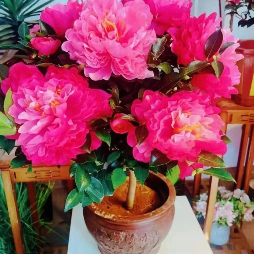 东牡丹 茶 耐寒耐高温 盆栽地栽