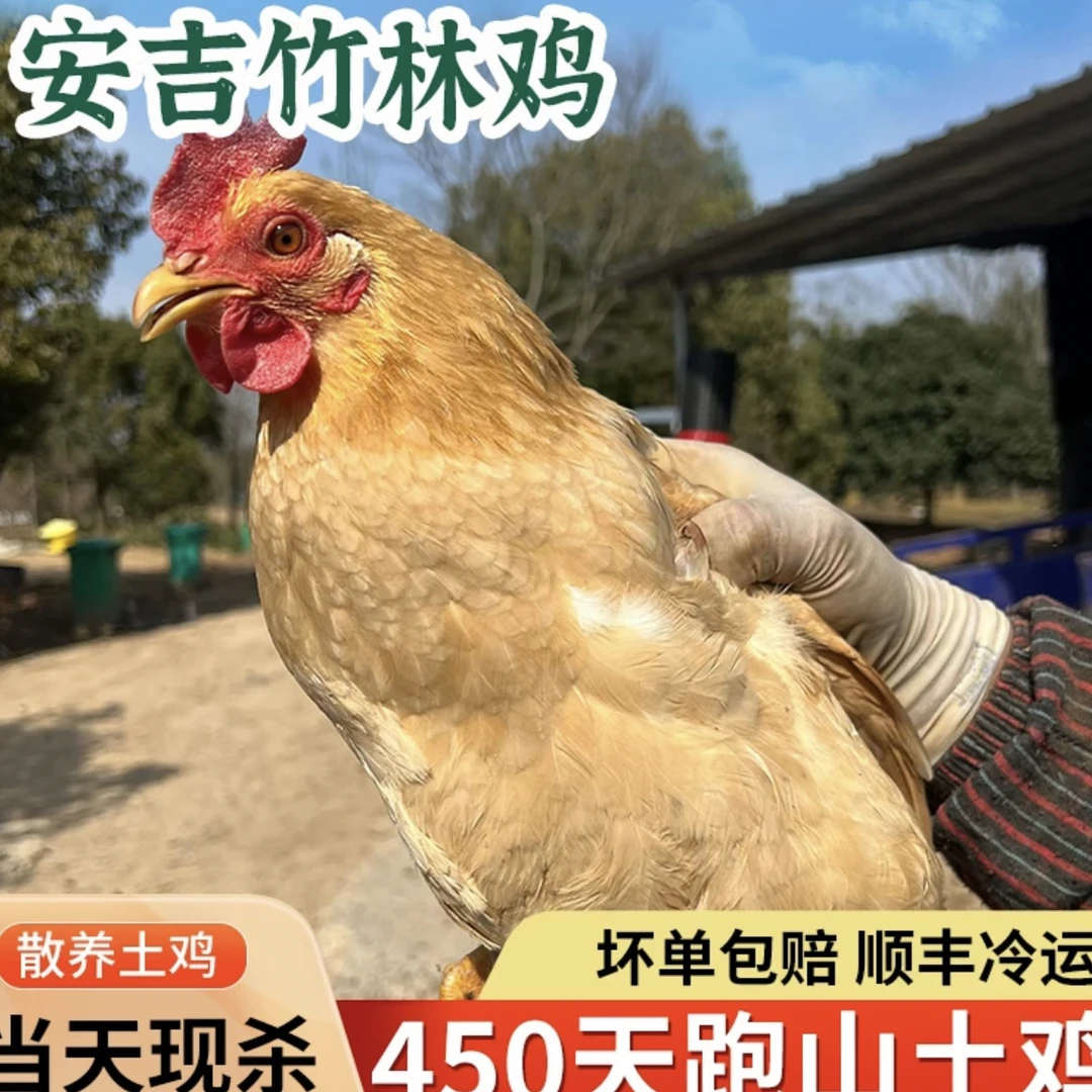 安吉散养竹林鸡山间走地鸡土鸡孕妇月子鸡五谷喂养当天现杀现发