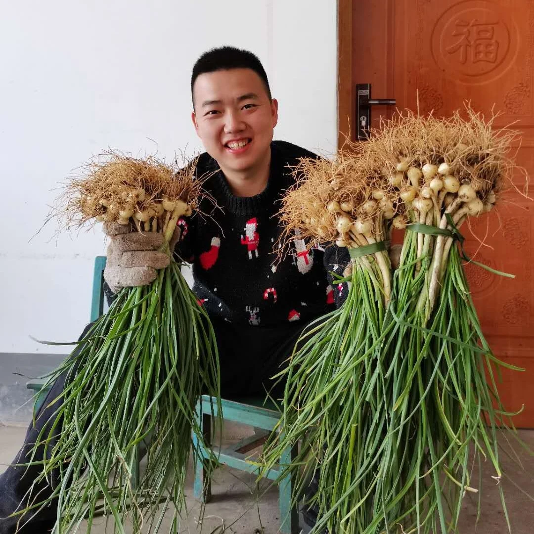 秦岭野生山葱小野蒜薤白现挖现发