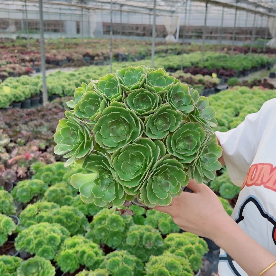 万圣节，2加仑，20CM