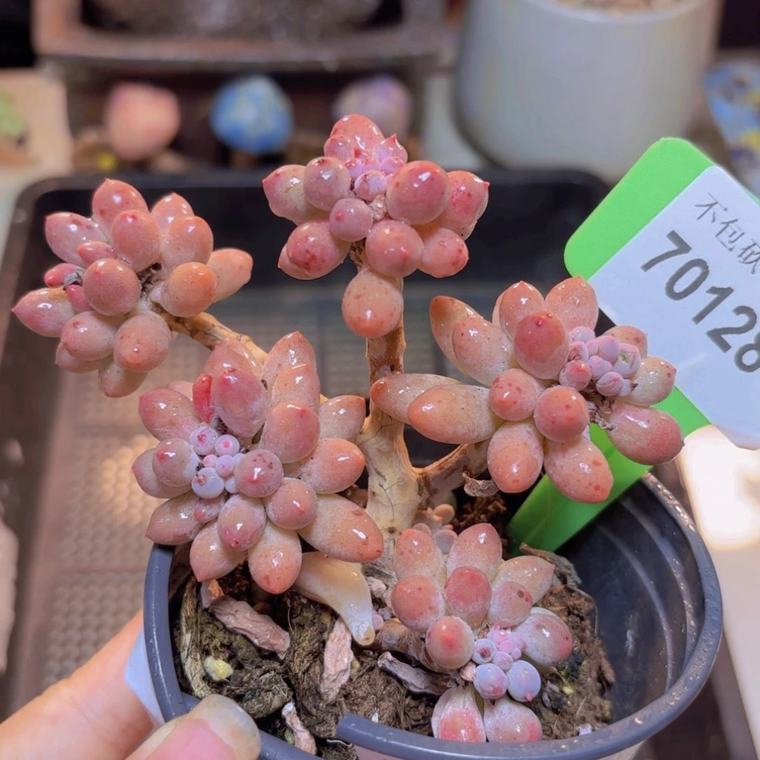 70128（28包邮婴儿手指）多肉