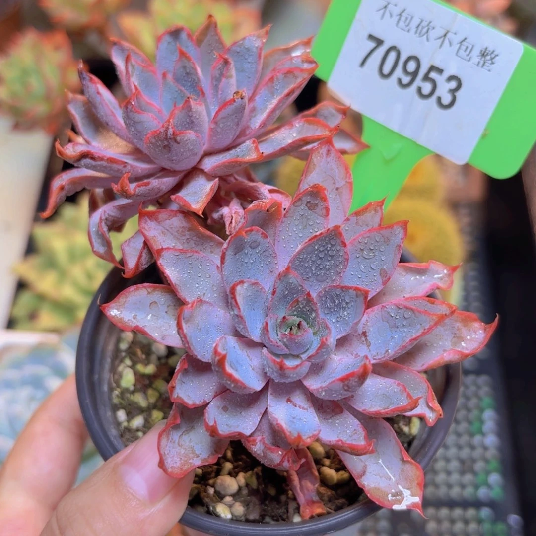 70953（28包邮赫拉）