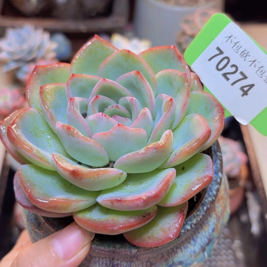 70274（28包邮泡芙）