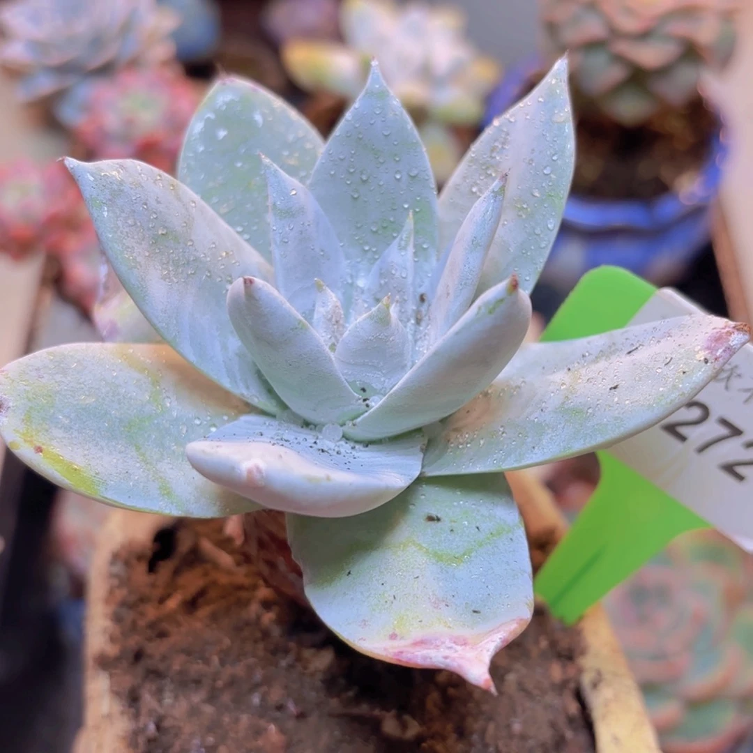 70272（28包邮雪山）