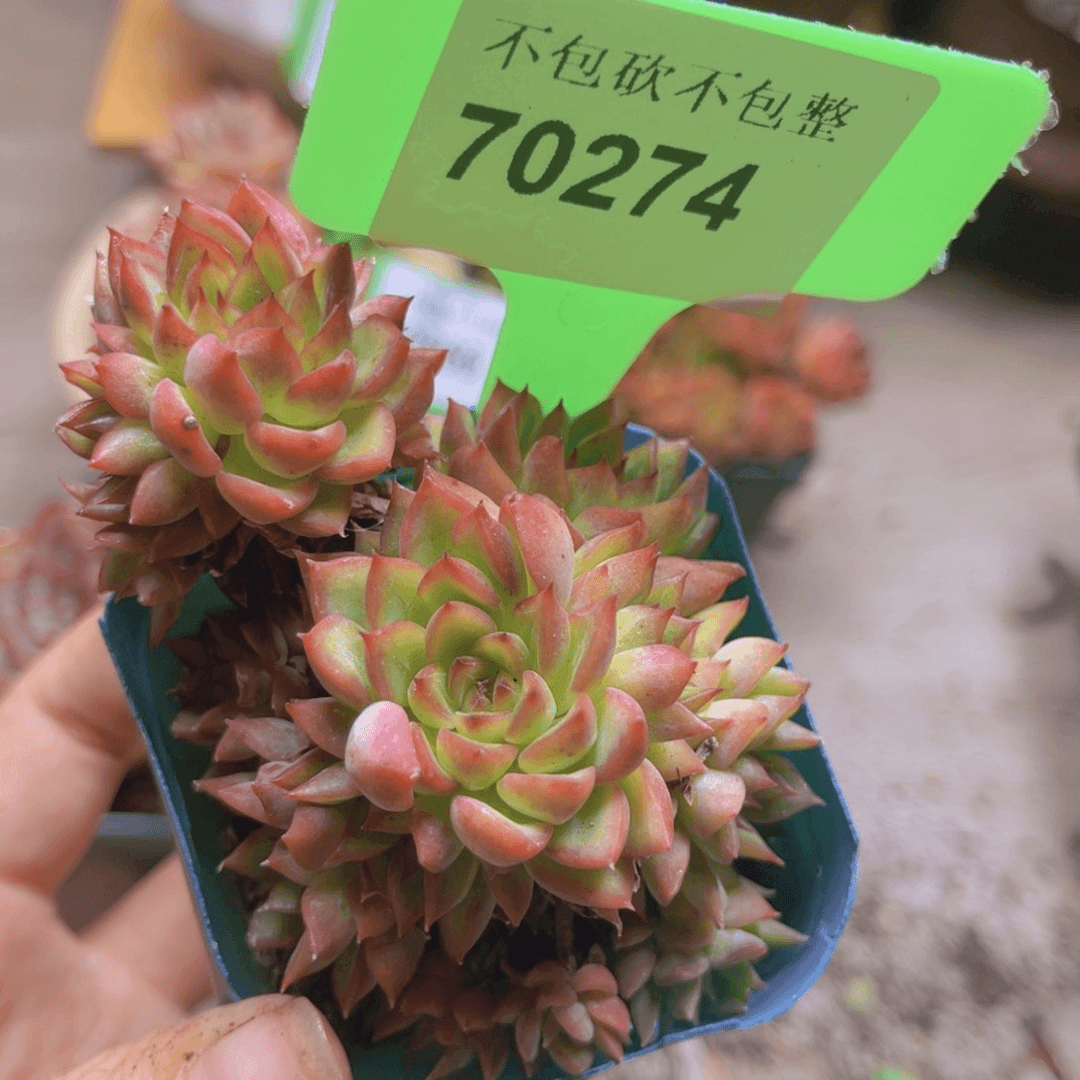 70274（28包邮）