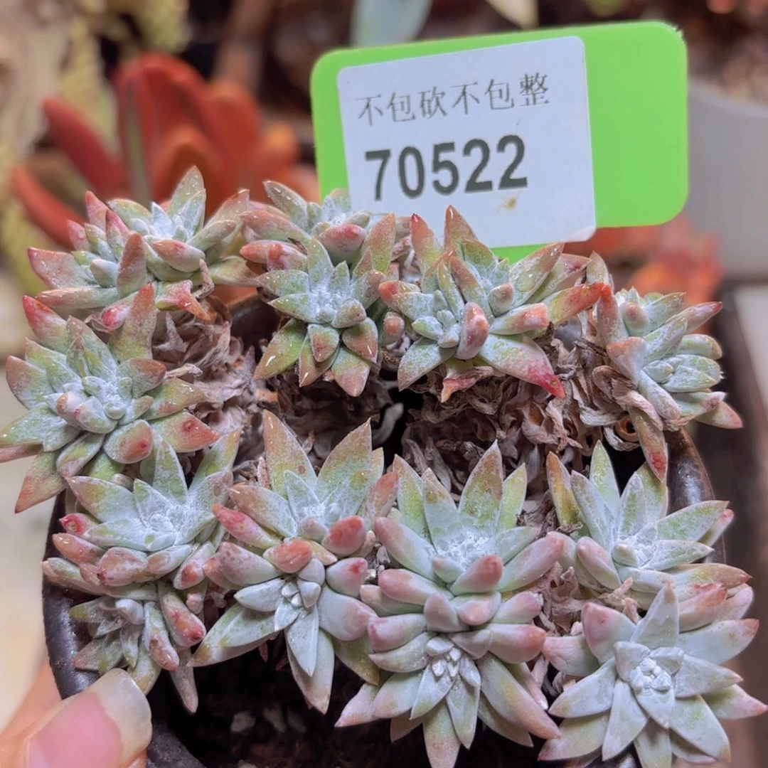 70522（28包邮白菊）