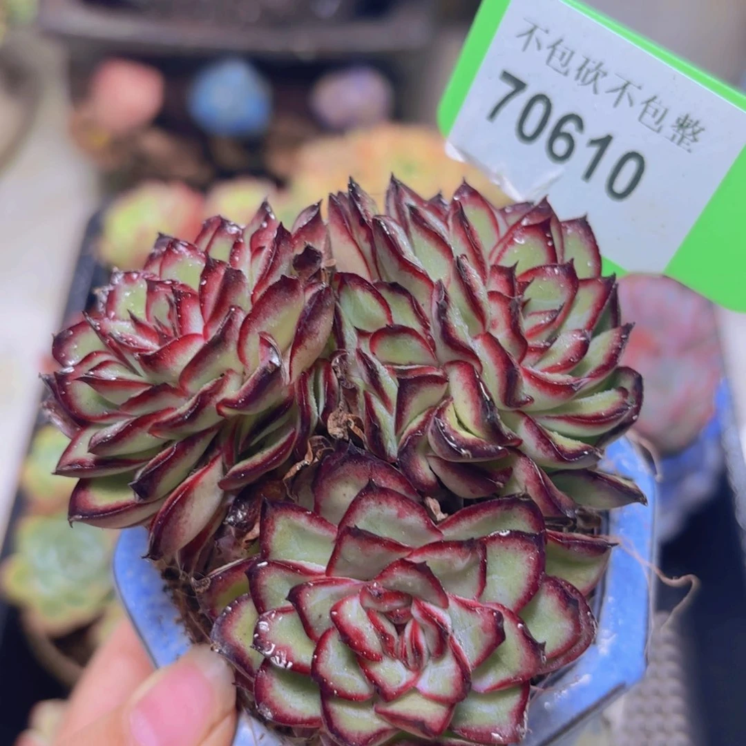 70610（28包邮肉酱玫瑰）