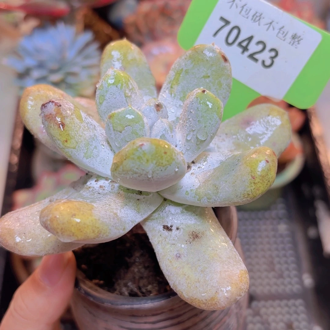 70423（28包邮拇指仙女杯）