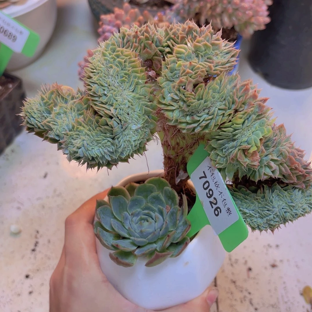 70926（28包邮）多肉