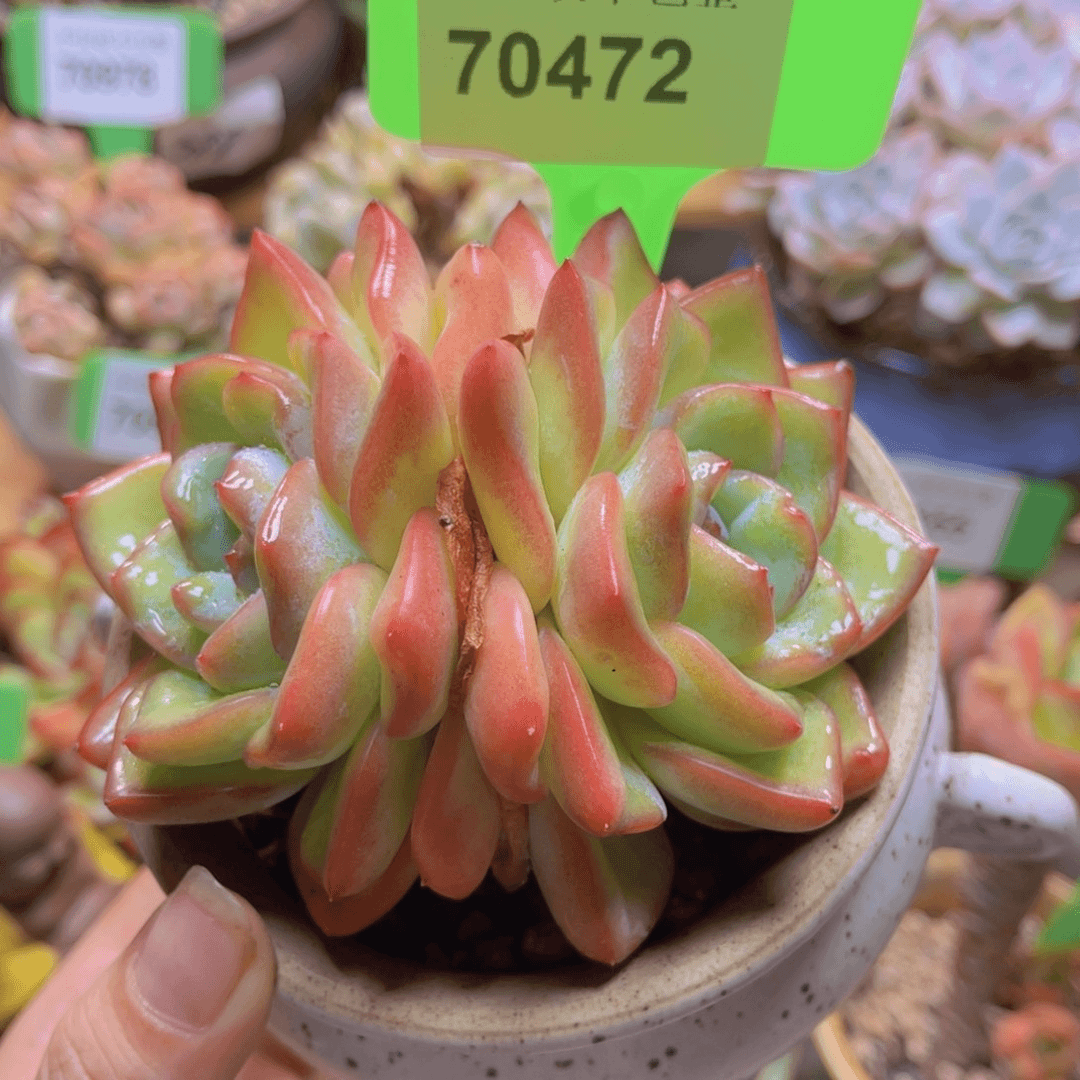 70472（28包邮带盆）