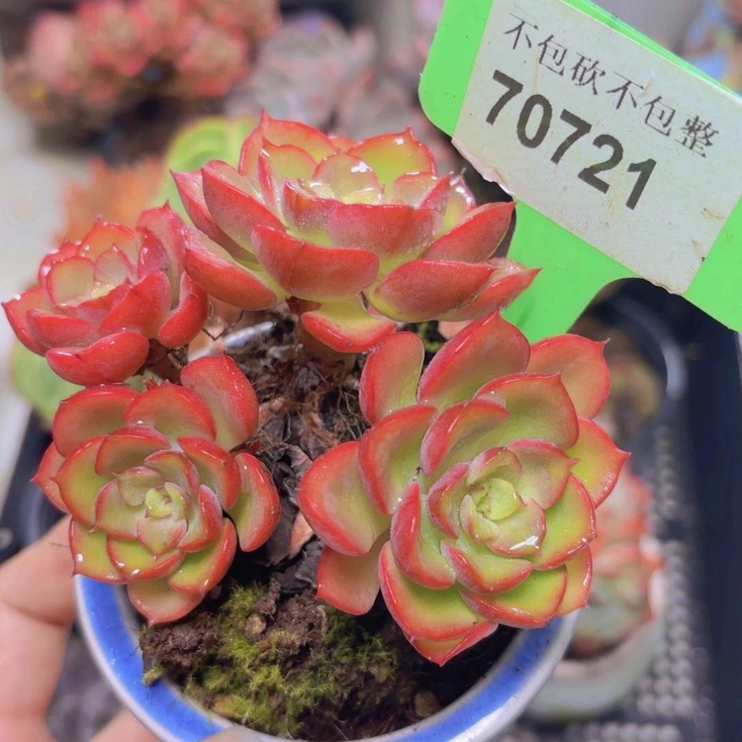 70721（28包邮高贵）