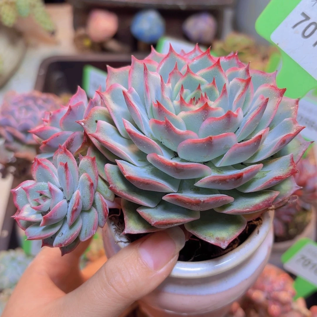 70115（28包邮）多肉