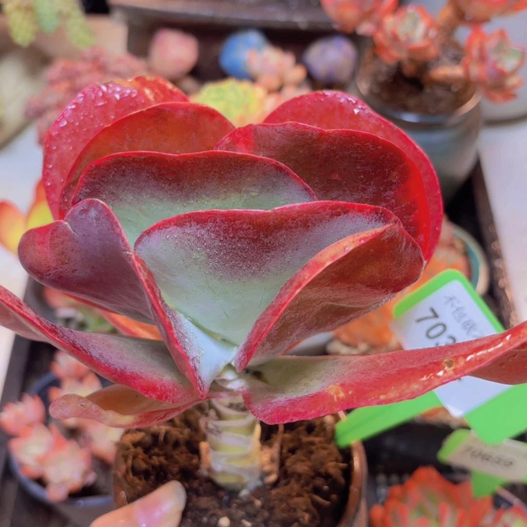 70342（28包邮唐）