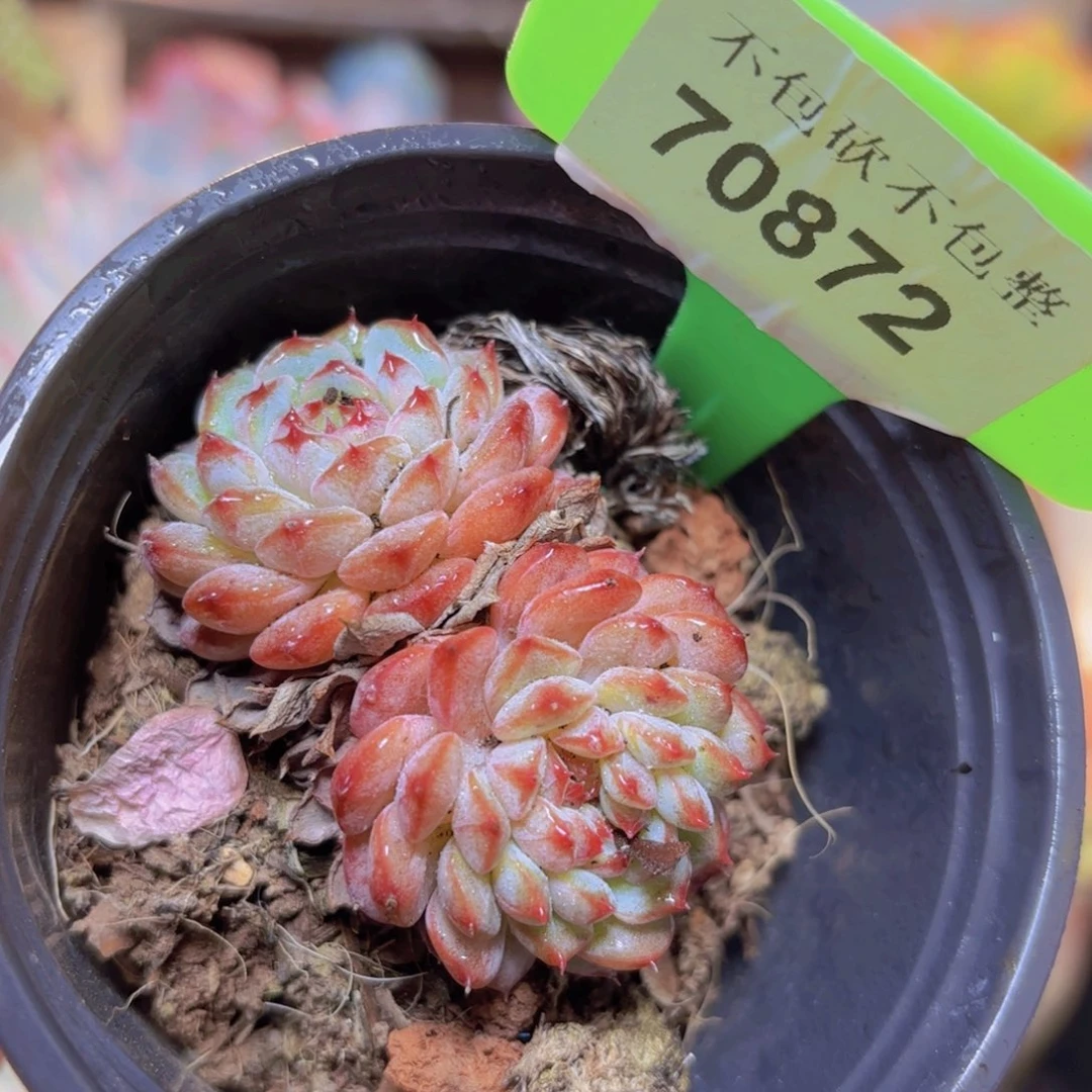 70872（28包邮白胖子）