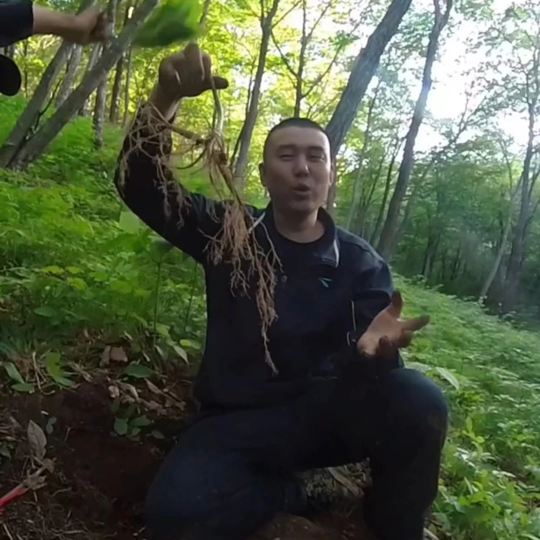 林下参 籽货鲜人参现场采挖