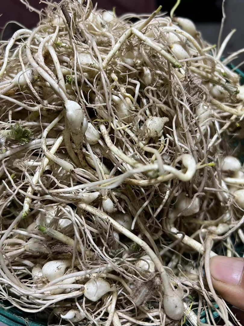 【张威支书专属链接】东北特产小根蒜（大脑瓜）