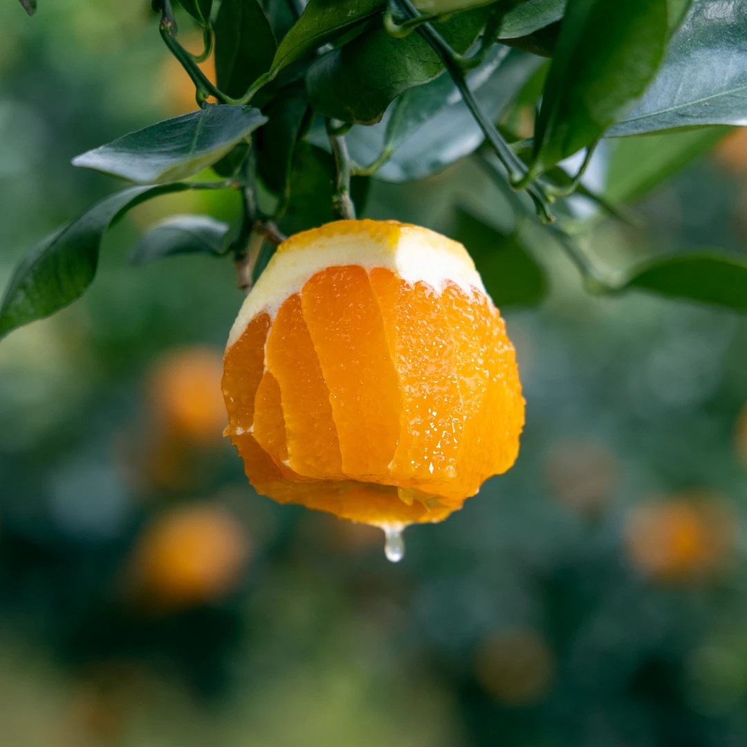 「和之源」湖北秭归脐橙九月红果冻橙新鲜现摘现发汁水多果肉甜鲜甜