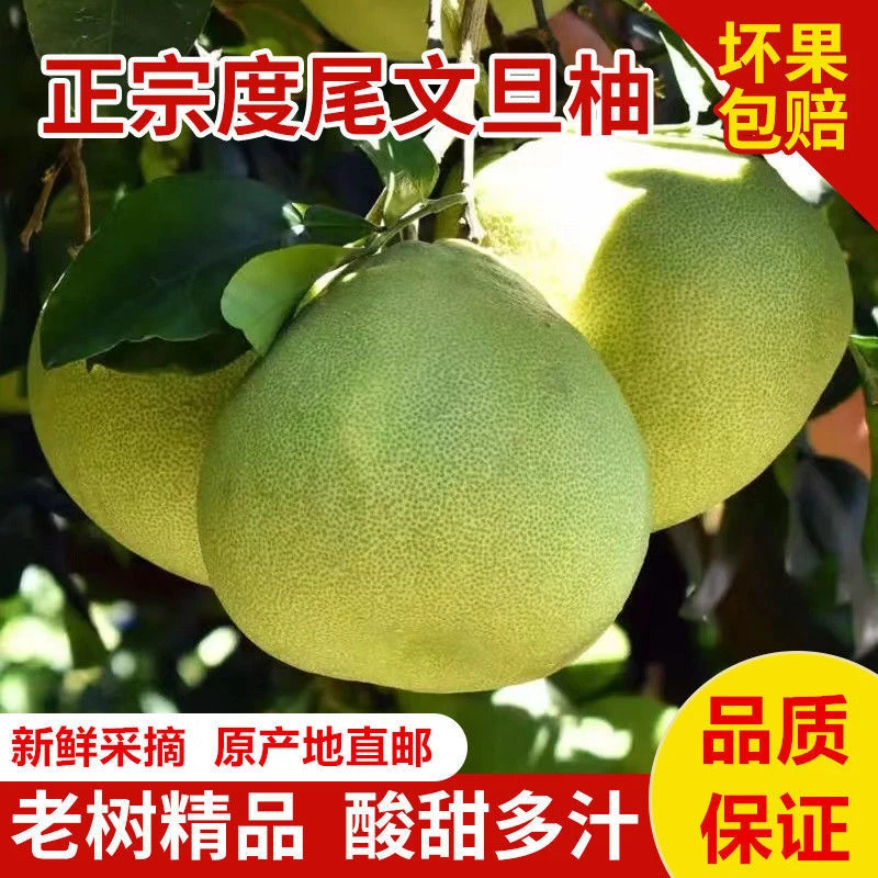 福建莆田仙游度尾文旦柚精品老树现摘现发5斤装顺丰包邮坏果包赔