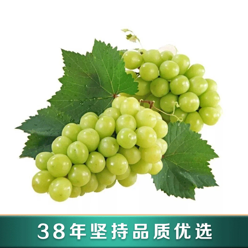 新鲜阳光玫瑰1箱    3串  包邮