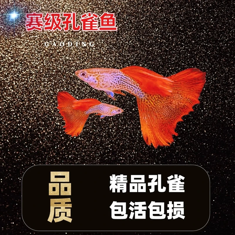 孔雀鱼一鱼一拍对号视频图片下单蓝白飞船黄化欧翼蓝礼服霓虹大耳