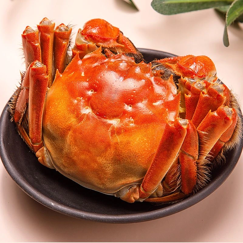 【精品】江苏大闸蟹 纯母蟹12只（2两/只）