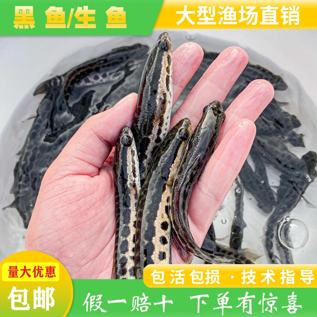 广东乌鱼小黑鱼渔场直发食用高密度养殖无病耐低氧黑鱼苗