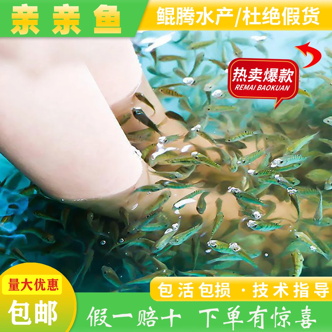 亲亲鱼苗 温泉足疗星子鱼吃死皮鱼疗店专用渔场长期供货可批发