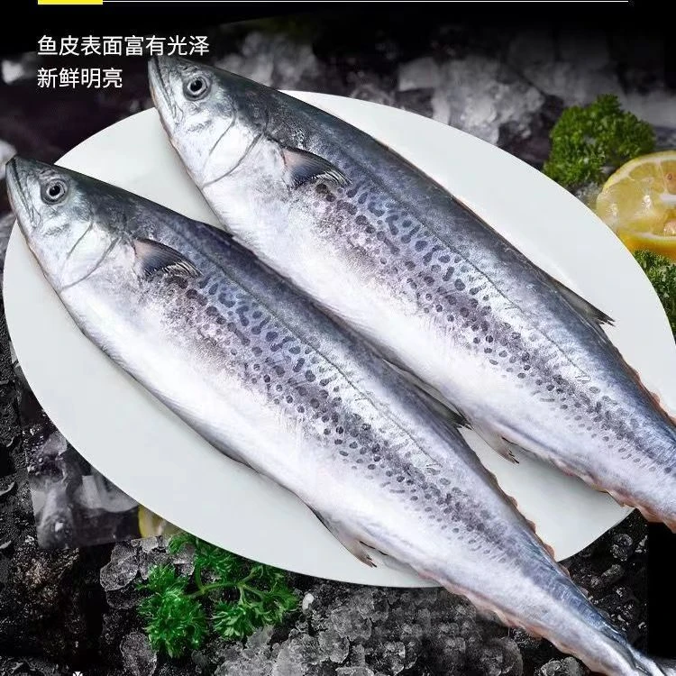 新鲜大鲅鱼马鲛鱼深海鲜嫩冰鲜非冻货超大个头肉厚【江浙沪可鲜发】