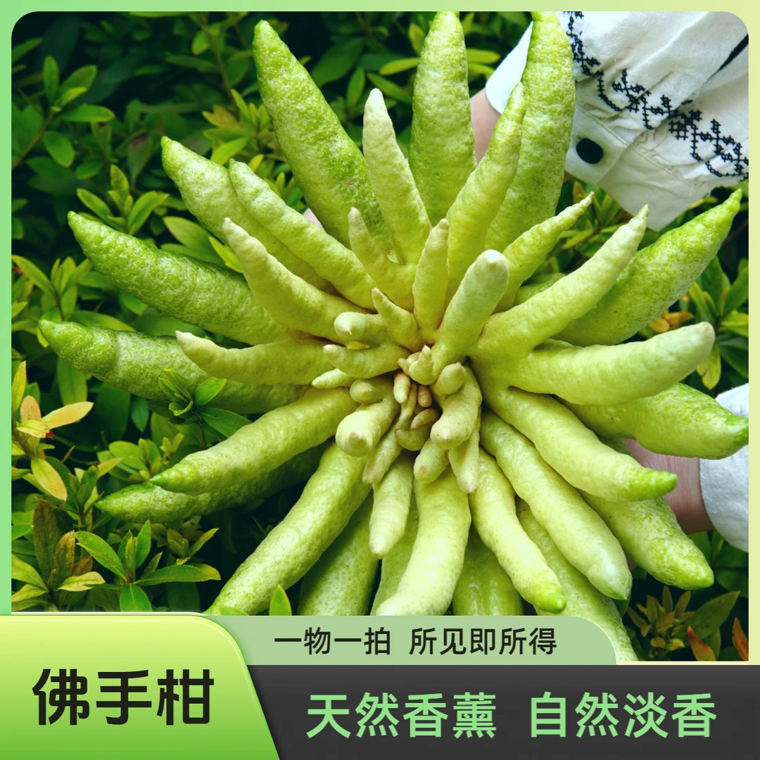 精品佛手柑室内水养佛手清供摆盘盆插花闻香佛手水培植物天然香薰