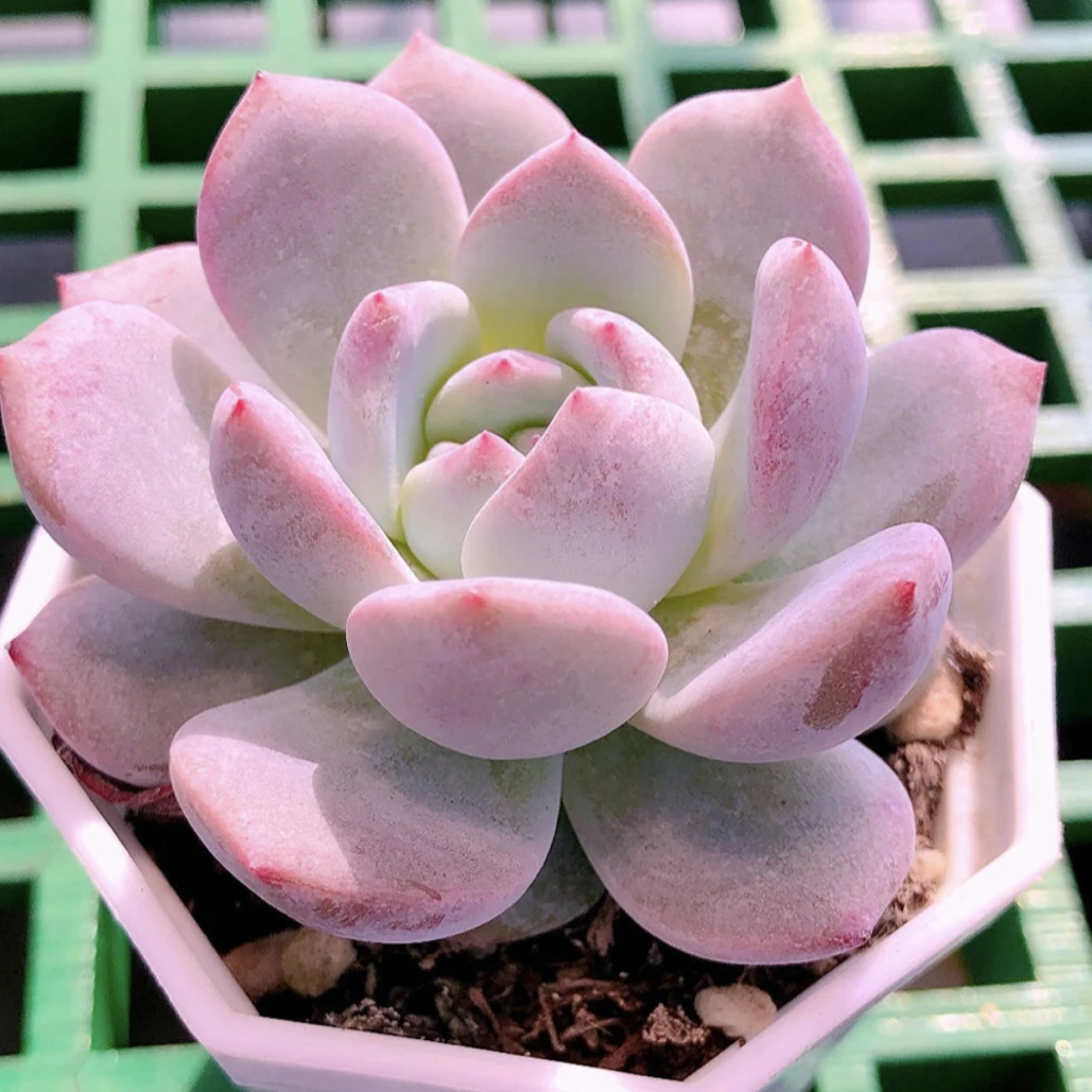橙梦露多肉植物皮实好养满8,8元 包邮