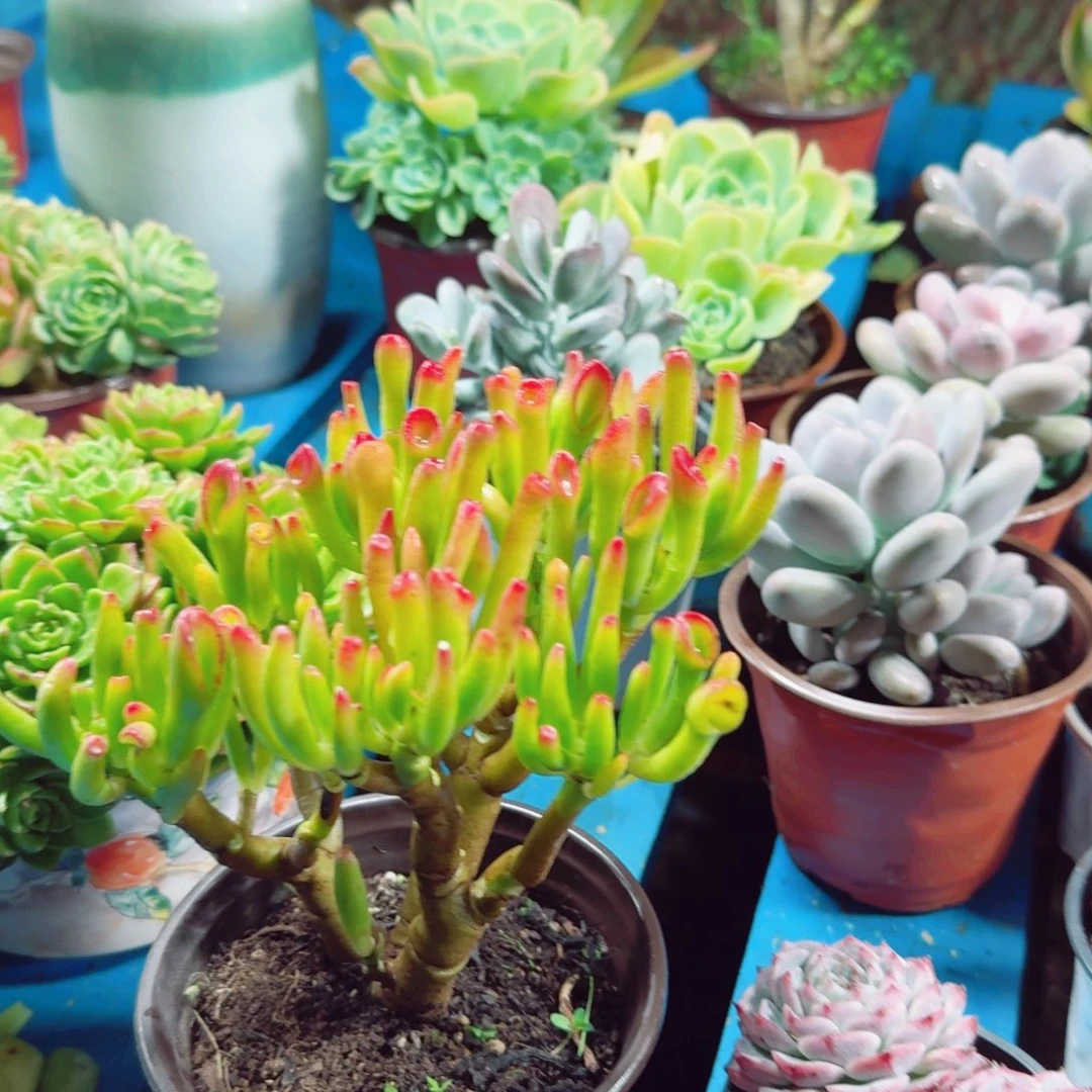 ，吸财树 多肉植物