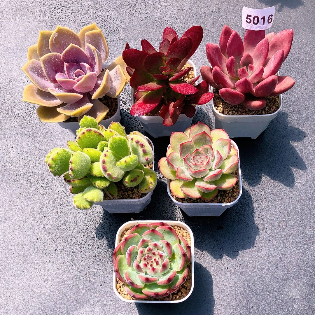多肉植物5016精品六棵送盆送土