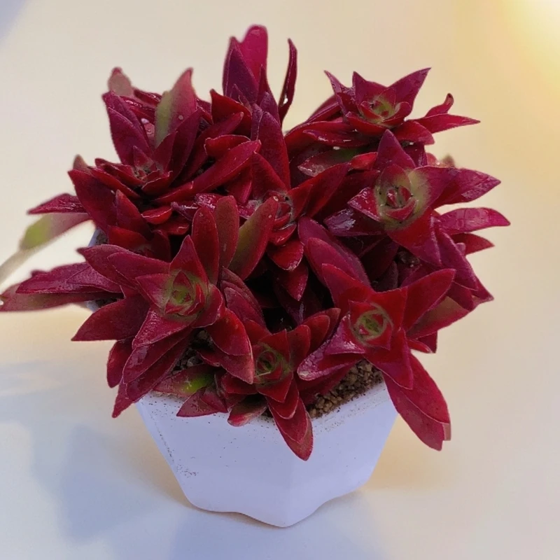 红叶季八颗72 多肉植物