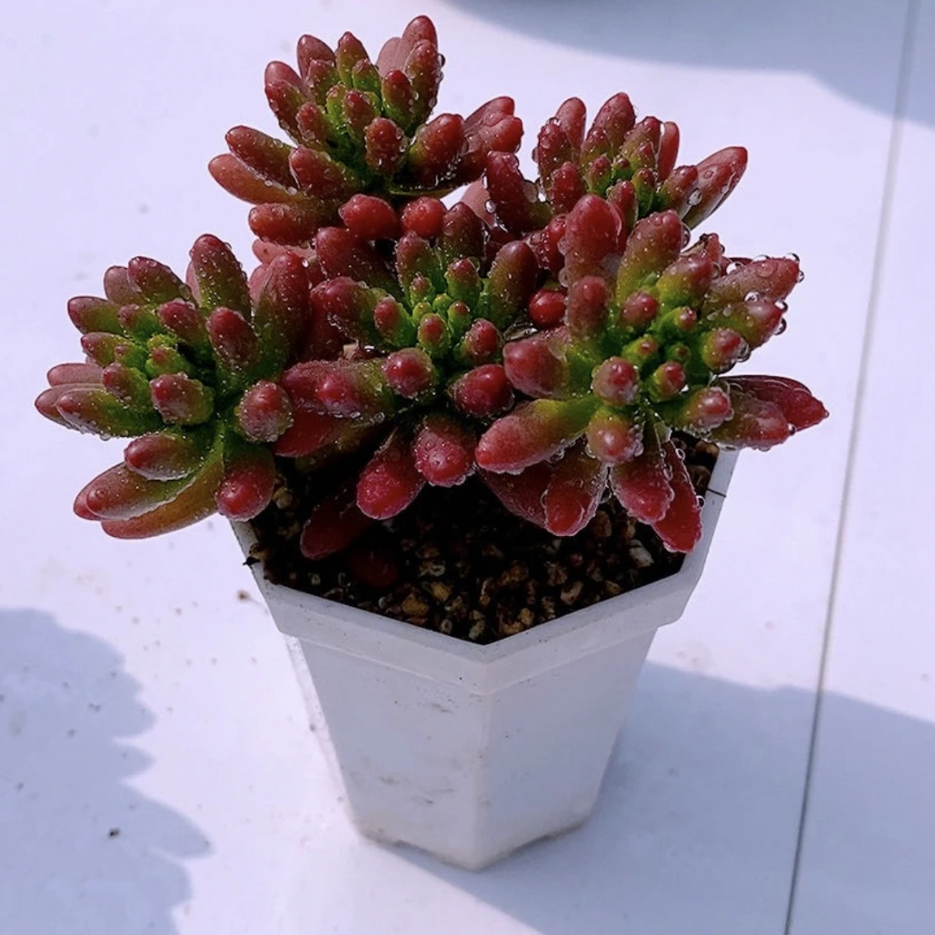虹之玉五颗颗好养型多肉植物