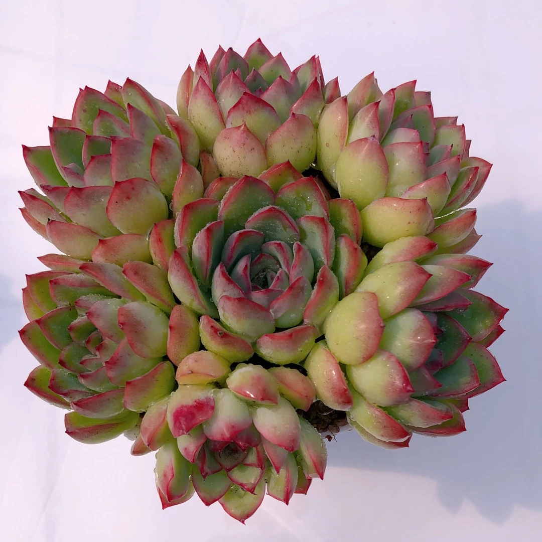 多肉植物樱桃八颗送八角盆土