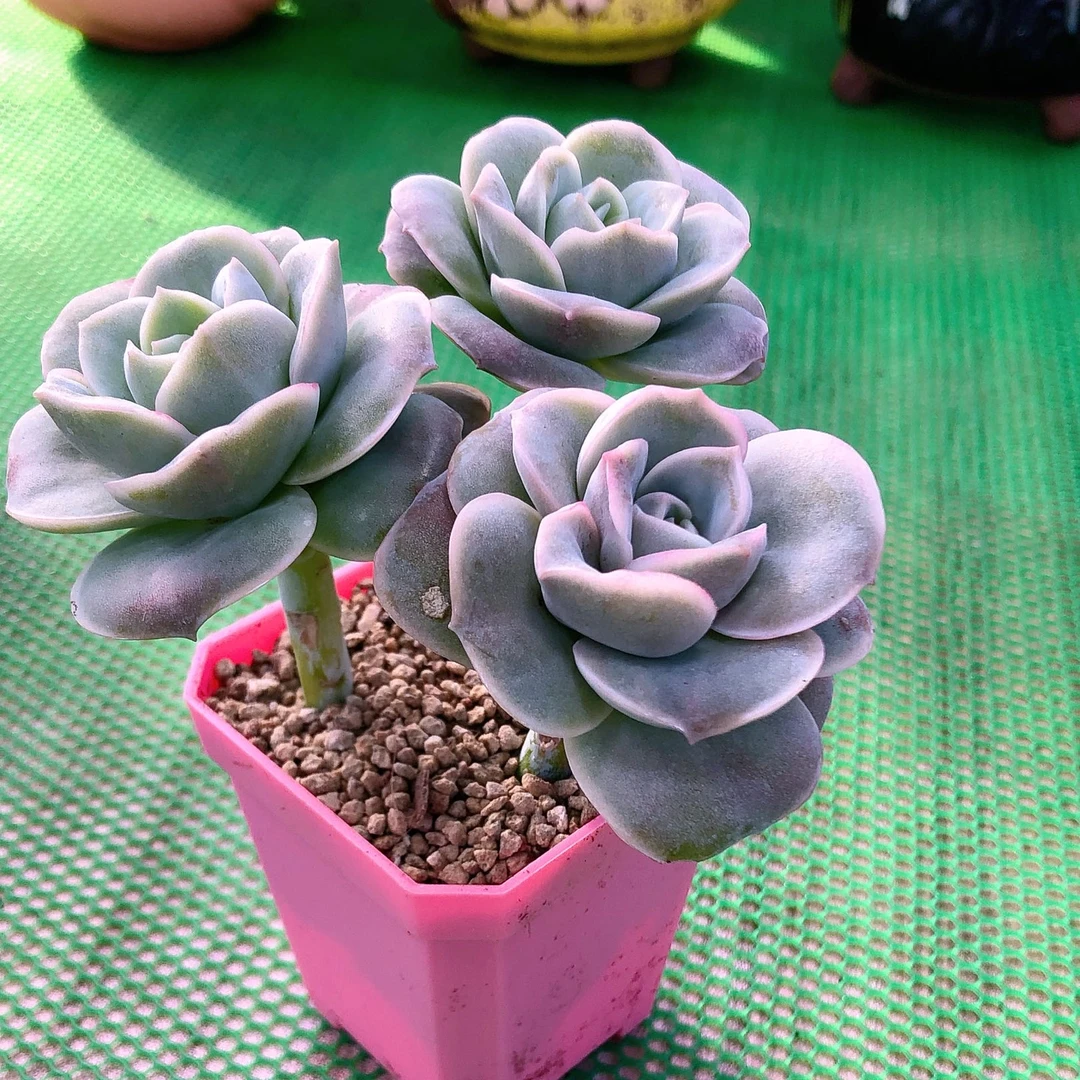 多肉植物可爱玫瑰三颗50