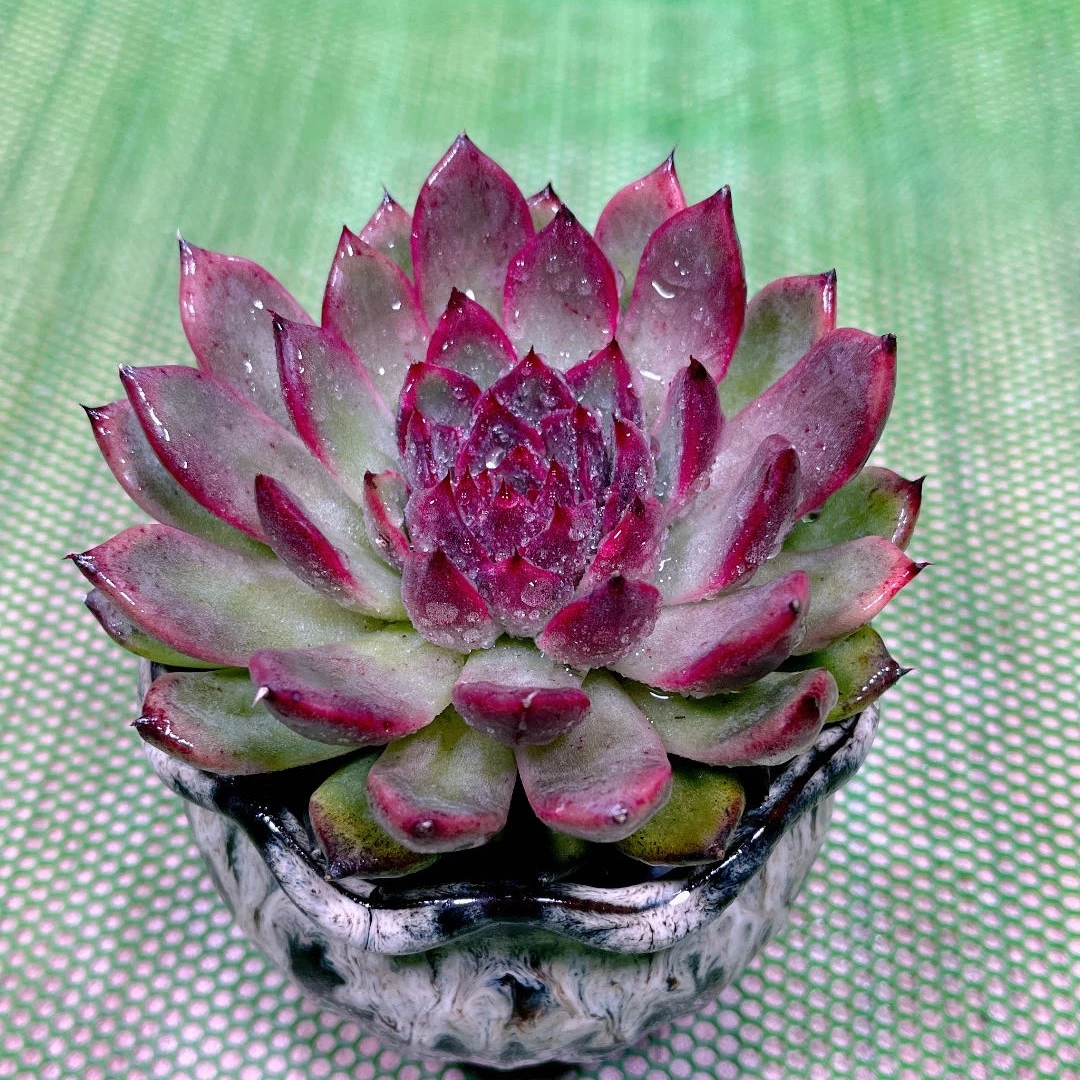 多肉植物黑水晶玫瑰90