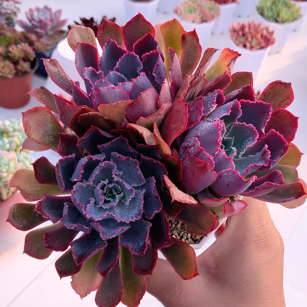 多肉植物晚霞之舞三颗送八角盆土32